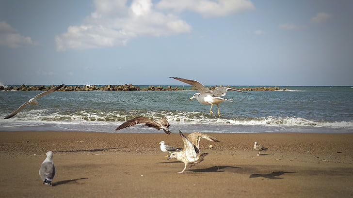 praia, mar, Gaivota mar, Gaivota, pássaros do mar, aves selvagens, animal selvagem