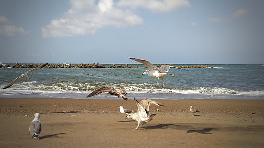 海滩, 海, 海鸥, 海鸥, 海的鸟, 野生鸟类, 野生动物