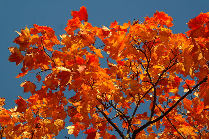 Bladeren, herfst, herfst kleuren, gekleurde, helder, sterke, tak