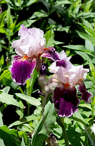 Iris, flor, porpra, planta, flor, jardí
