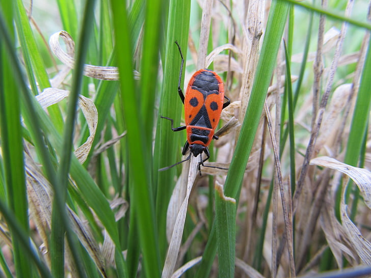 Firebug pospolná, sem asas, pyrrhocoris apterus, Bug