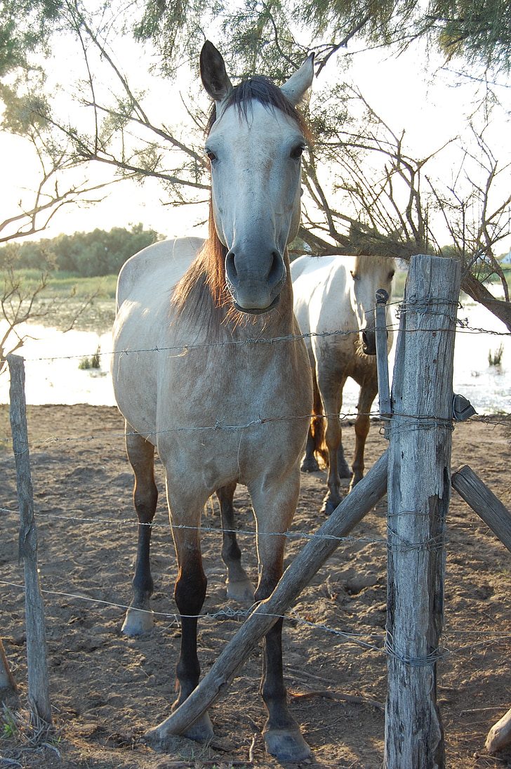 cheval, Camargue, animaux