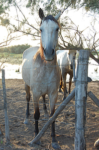 konj, Camargue, živali