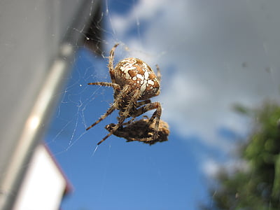 nhện, cobweb, đóng, mạng lưới, nhện với con mồi, Cross