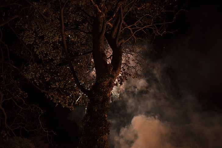 grane, tamno, jeziv, magla, priroda, noć, dim