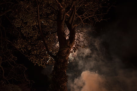 branches, sombre, Eerie, brouillard, nature, nuit, fumée