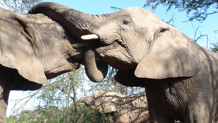 elefants, petons, salvatge, parella, salutació, troncs, mamífers