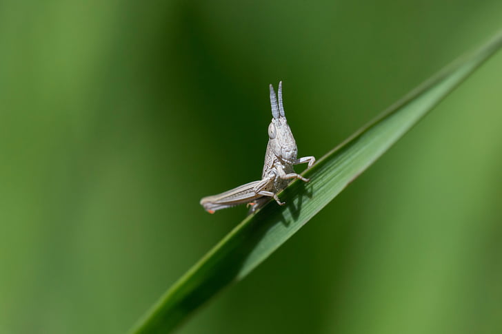 grass, grasshopper, insect, green, nature, animal, wildlife