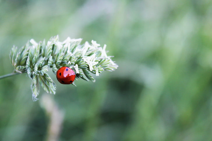 Ladybug, insectă, natura, macro, Red