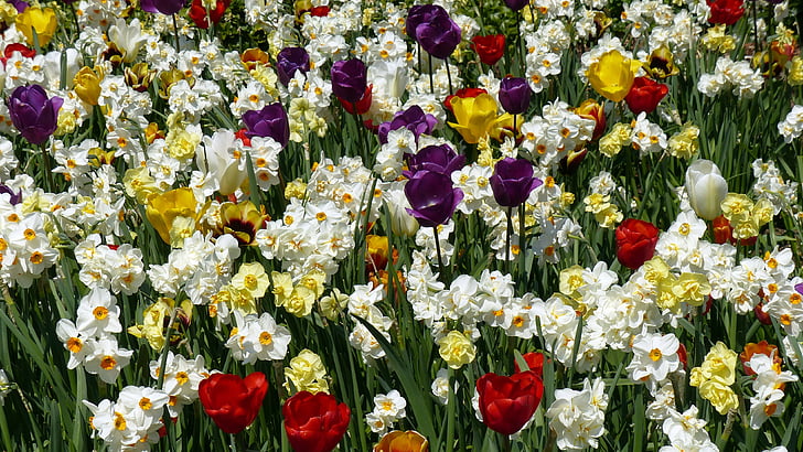 Blumen, Frühling, bunte, Natur, Anlage, Feld, Wiese