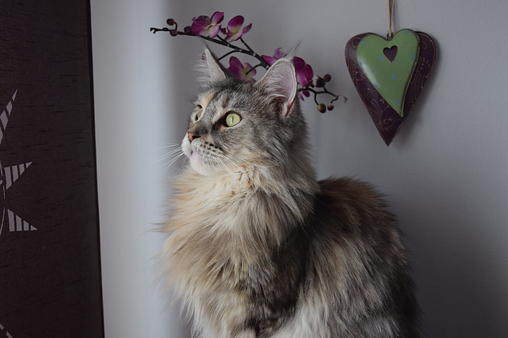 cat, main coon, maine coon, pet, cat face, domestic cat, attention