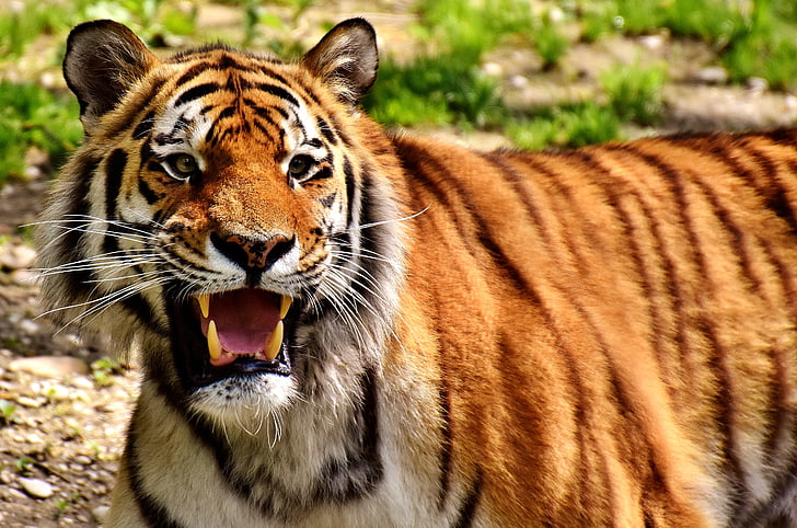 Тигър, Хищникът, кожа, Красив, опасни, котка, дива природа фотография