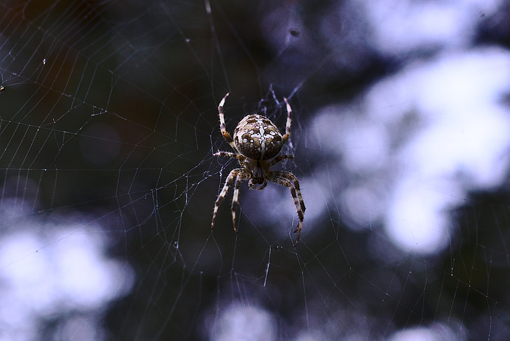 edderkopp, natur, dyreliv, dyr, Arachnophobia, naturlig, spindelvev
