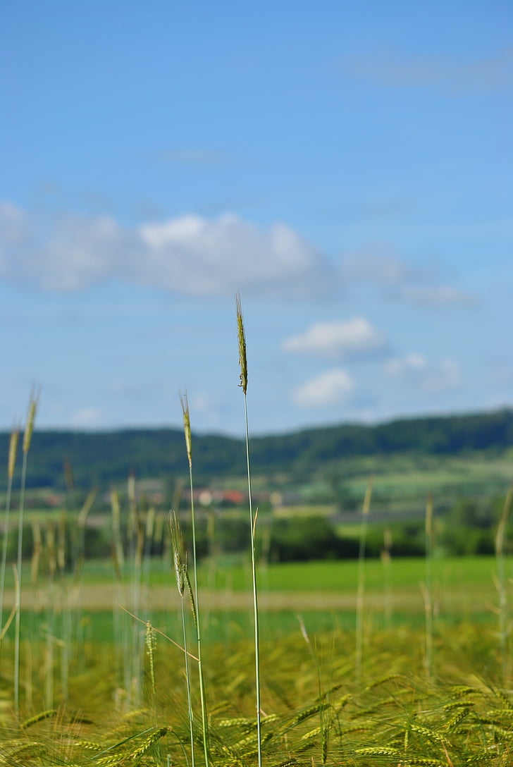 grain, field, cornfield, sky, landscape, nature, agriculture