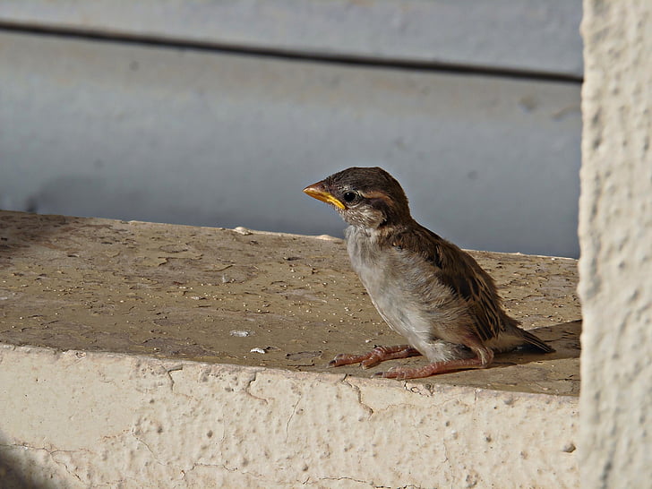 Sparrow, burung, burung kecil, terbang, Dom, sayap, muda