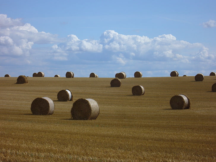 straw, round bales, straw bales, agriculture, summer, stubble, dry