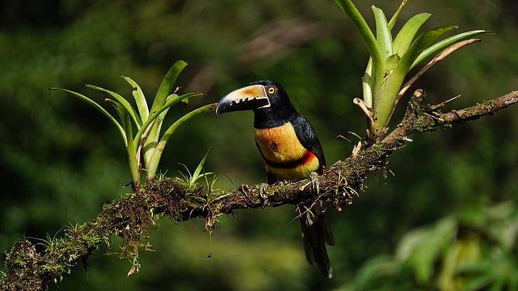 Collard araceri, Kosta Rika, hutan hujan, burung, satwa liar, alam, hewan