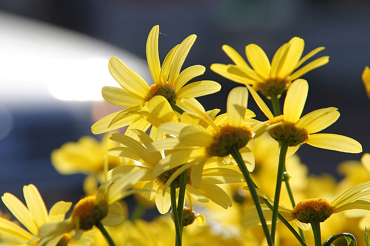 ดอกไม้, สีเหลือง, คู