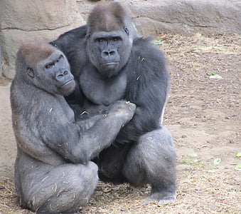 gorile, primatov, opice, moški, ženski, prosto živeče živali, narave