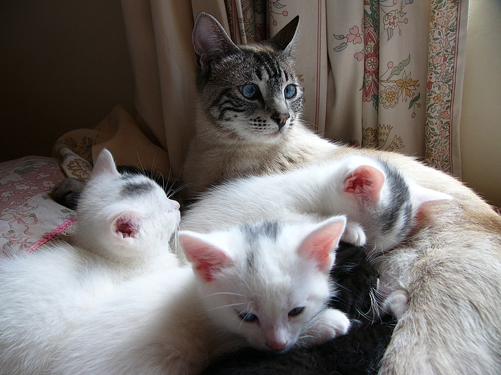 γάτα, γατάκι, λευκό, μαζί, οικογένεια, αιλουροειδών, γατούλα