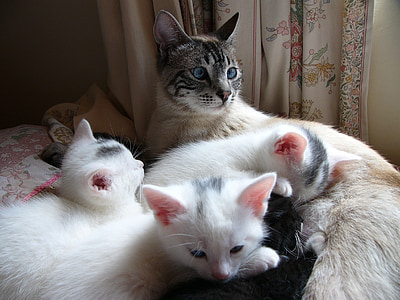 katten, kattunge, hvit, sammen, familie, feline, kattunge