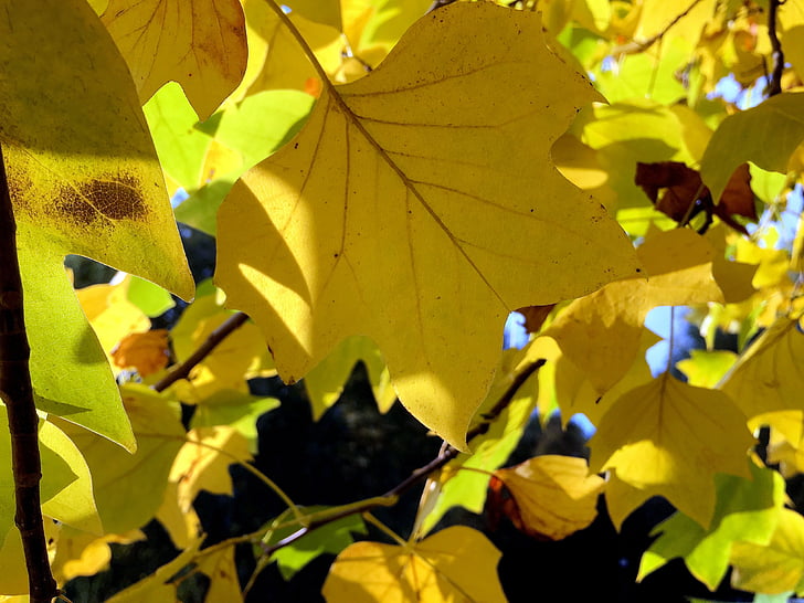 musim gugur, daun, daun, dedaunan jatuh, warna musim gugur, kefanaan, emas