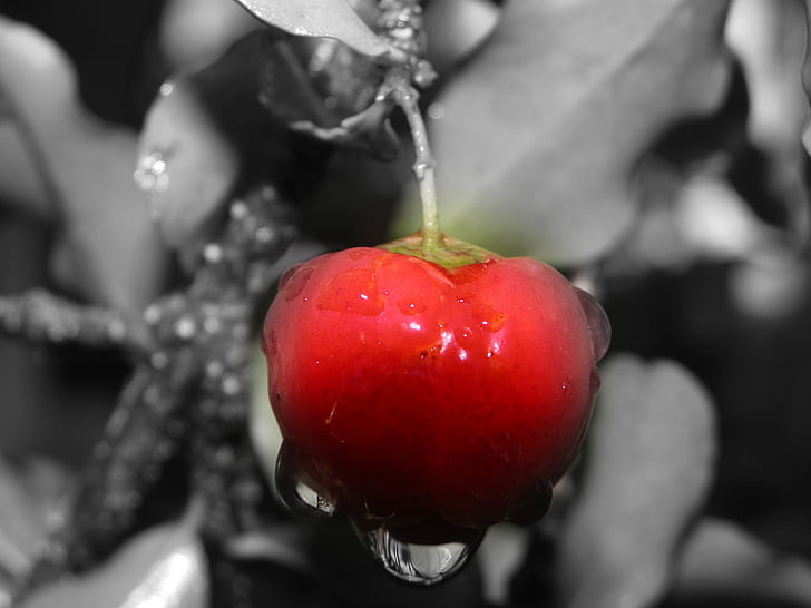 η Acerola, φρούτα, κόκκινο, φύση