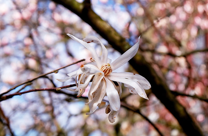 Magnolia, magnolia Star, flor, floración, arbusto de jardín, árbol, naturaleza