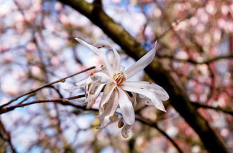 Magnolia, Star magnolia, õis, Bloom, Aed bush, puu, loodus