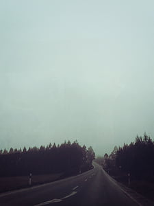grå, bane, Road, høj, trESS, Foto, skov