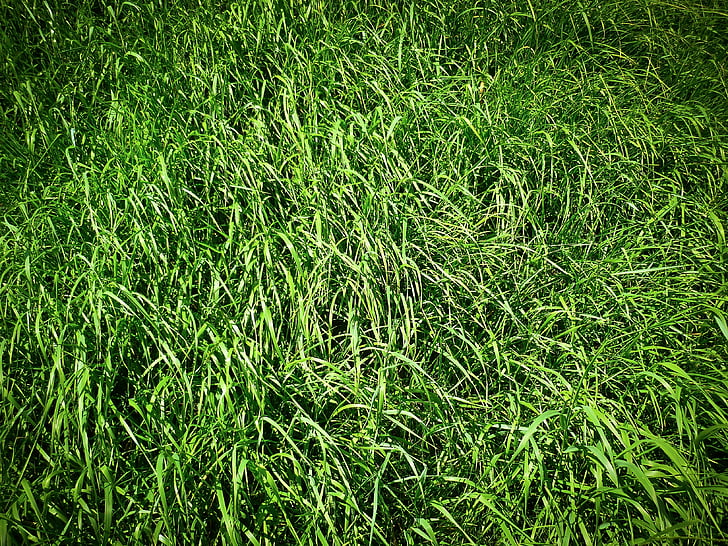 gras, weide, natuur, groen, veld, grassen, plant