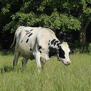 cow, milk cow, beef, black, white, animal, spotted