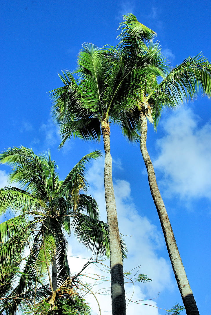 tropiki, palmy kokosowe, wakacje, drzewo, Wyspa, palmy, klimat tropikalny