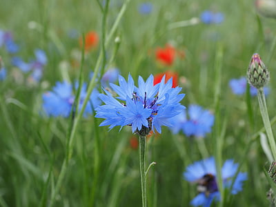 คอร์นฟลาวเวอร์, ดอกไม้, ดอก, บาน, สีฟ้า, สีฟ้า, สีฟ้าอ่อน