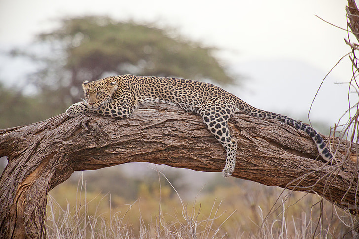 Leopard, Safari, Afrika, Kenya, förvildad katt, vilda djur, Safari djur