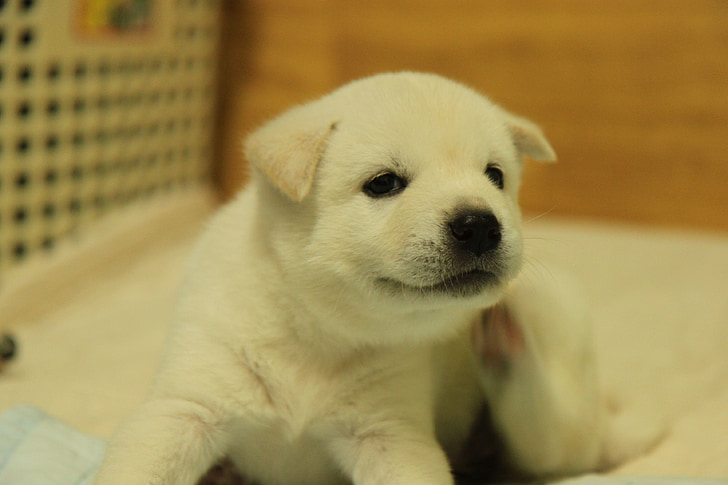 korean jindo, dog, puppy, white fur, pets, cute, animal