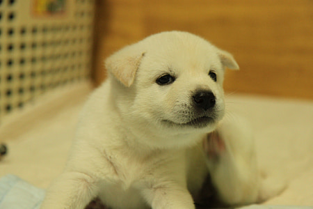 корейски jindo, куче, кученце, бяла кожа, домашни любимци, Сладък, животните
