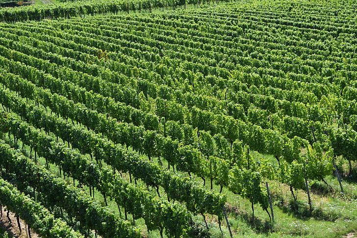 vi, vinya, vinyes, Rheingau, paisatge, Rebstock, pendent