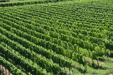 vin, vignoble, vignes, Rheingau, paysage, Rebstock, pente