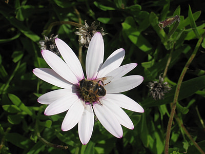medus bite, puķe, Bite, zieds, Bloom, kukainis, vasaras