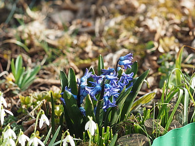 garden hyacinth, hyacinthus orientalis, hyacinth, hyacinthus, asparagus plant, asparagaceae, plant