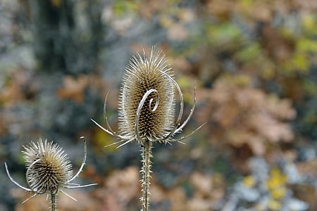 Bodlák, podzim, hnědá, suché, Civitella alfedena, Národní park Abruzzo, L'Aquila