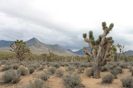 亚利桑那州, josua 树, 沙漠, 美国, 内华达州, 美国, 自然
