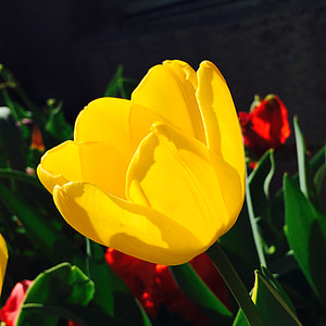 Tulipa, flors, groc, vermell, sol, tulipes, flora