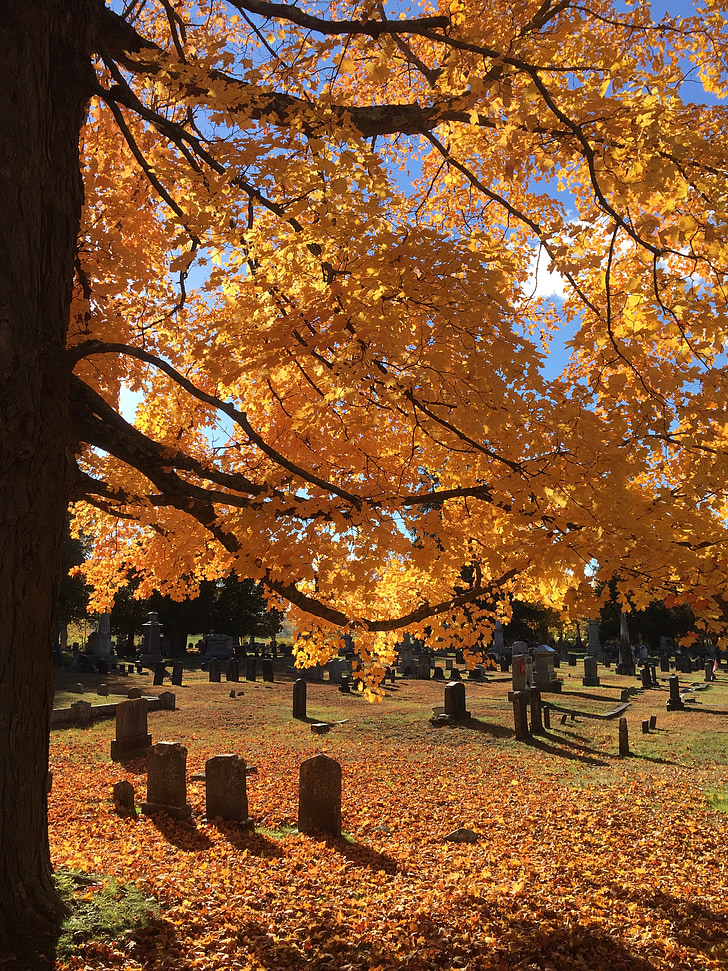 gravestones, graveyard, trees, cemetery, autumn