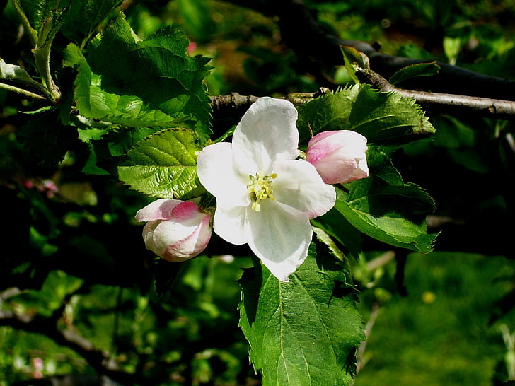 cvijet, cvatu, cvijet jabuke, drvo jabuke, proljeće, jabuka stablo cvijeća, priroda