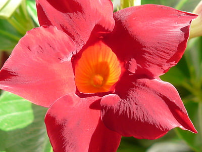 mandevilla, bell shaped, funnel flower, blossom, bloom, red, orange