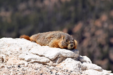 Marmotta ululone dal ventre giallo, fauna selvatica, natura, roditore, Ritratto, carina, pelliccia
