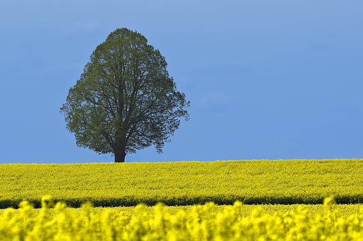 tree, field of rapeseeds, blue sky, nature, landscape, summer, field