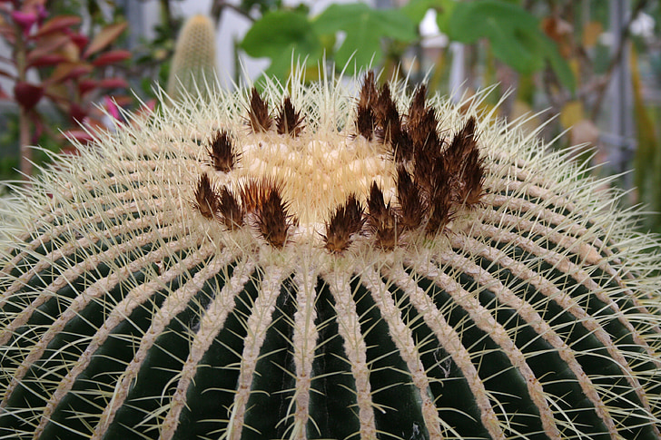 Cactus, kaktusar, Anläggningen, gyllene fat, Echinocactus, blommig, naturen